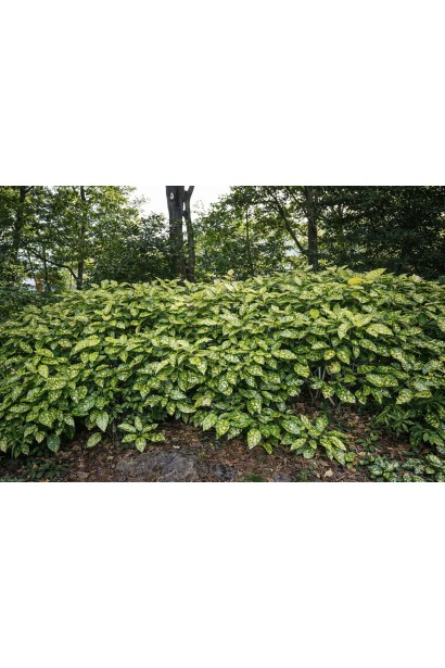 Aucuba japonica Кротоніфолія полив